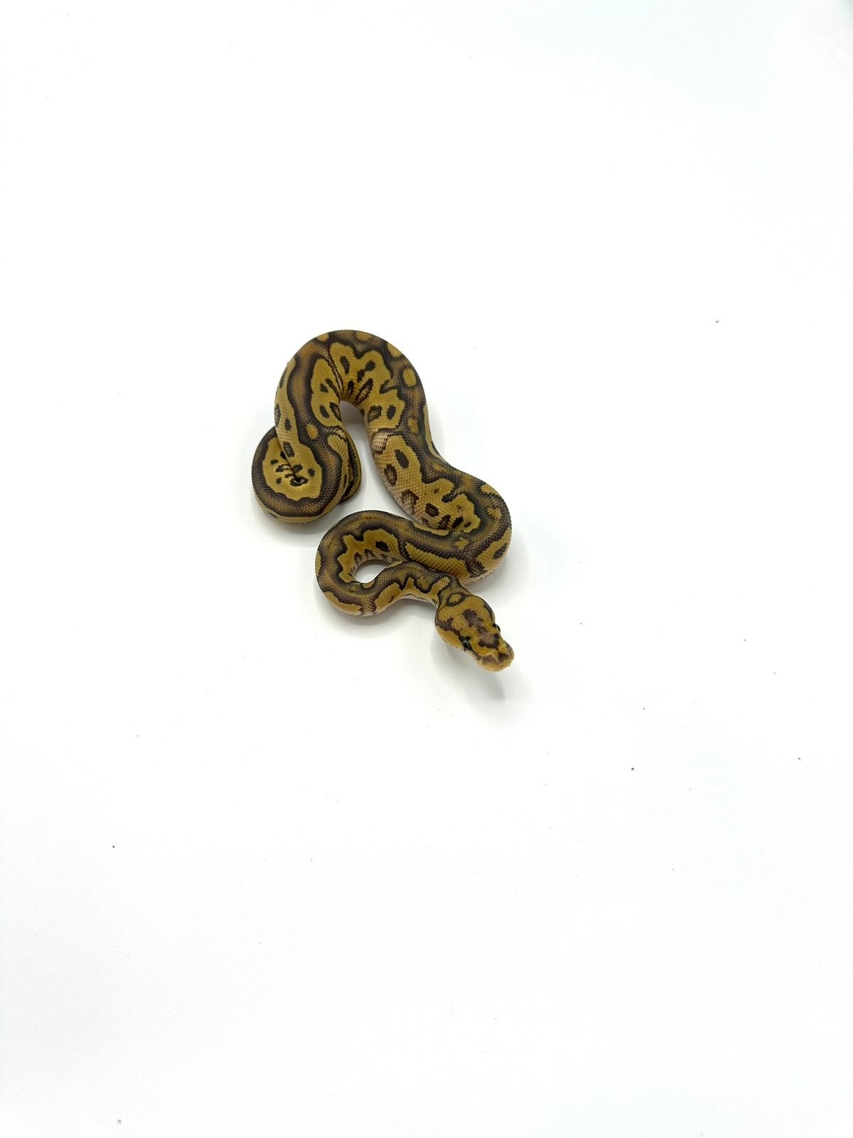 Diverse Python regius - koningspythons Ball Python photo 6