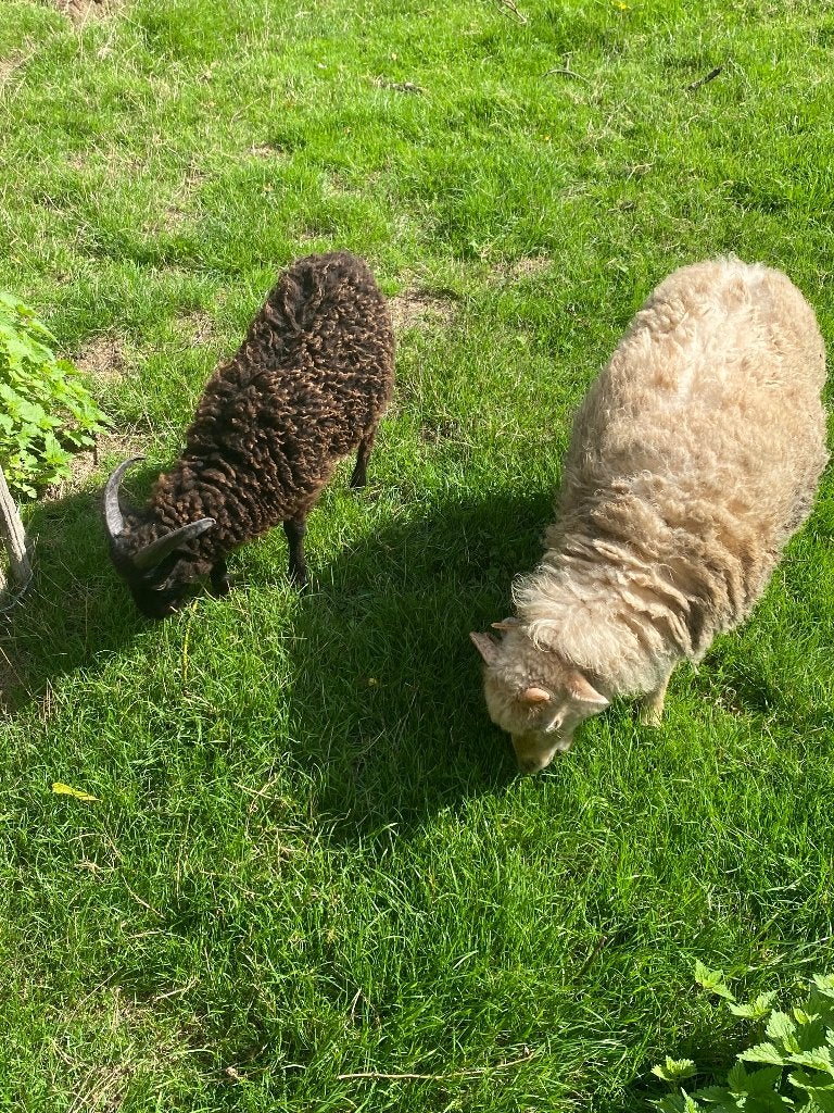 Ouessant Schaap Ooi en/of Ram, Plusieurs animaux, Mouton, 0 à 2 ans
