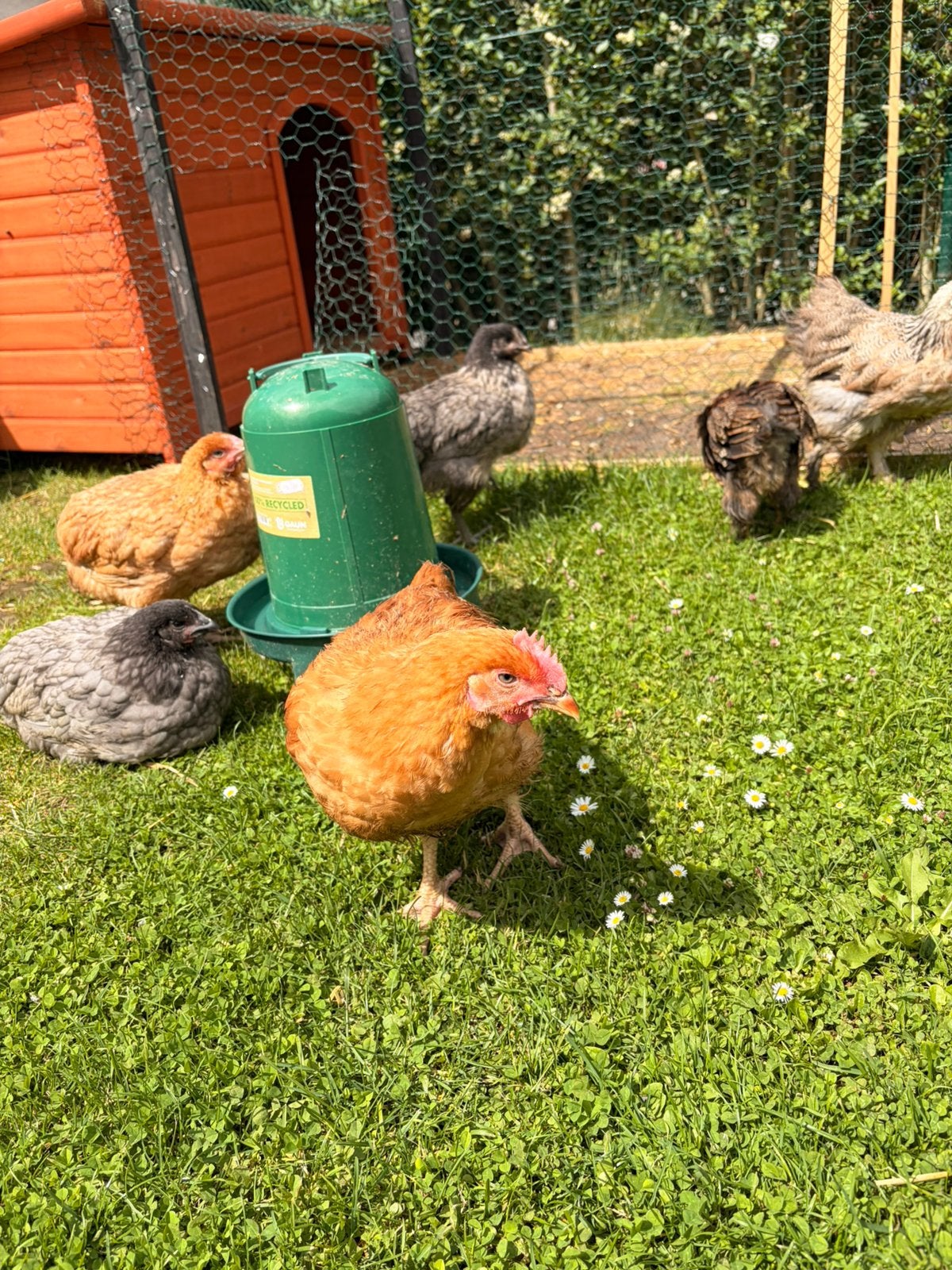 Poules et coqs, Enlèvement ou Envoi, Neuf, Autres types