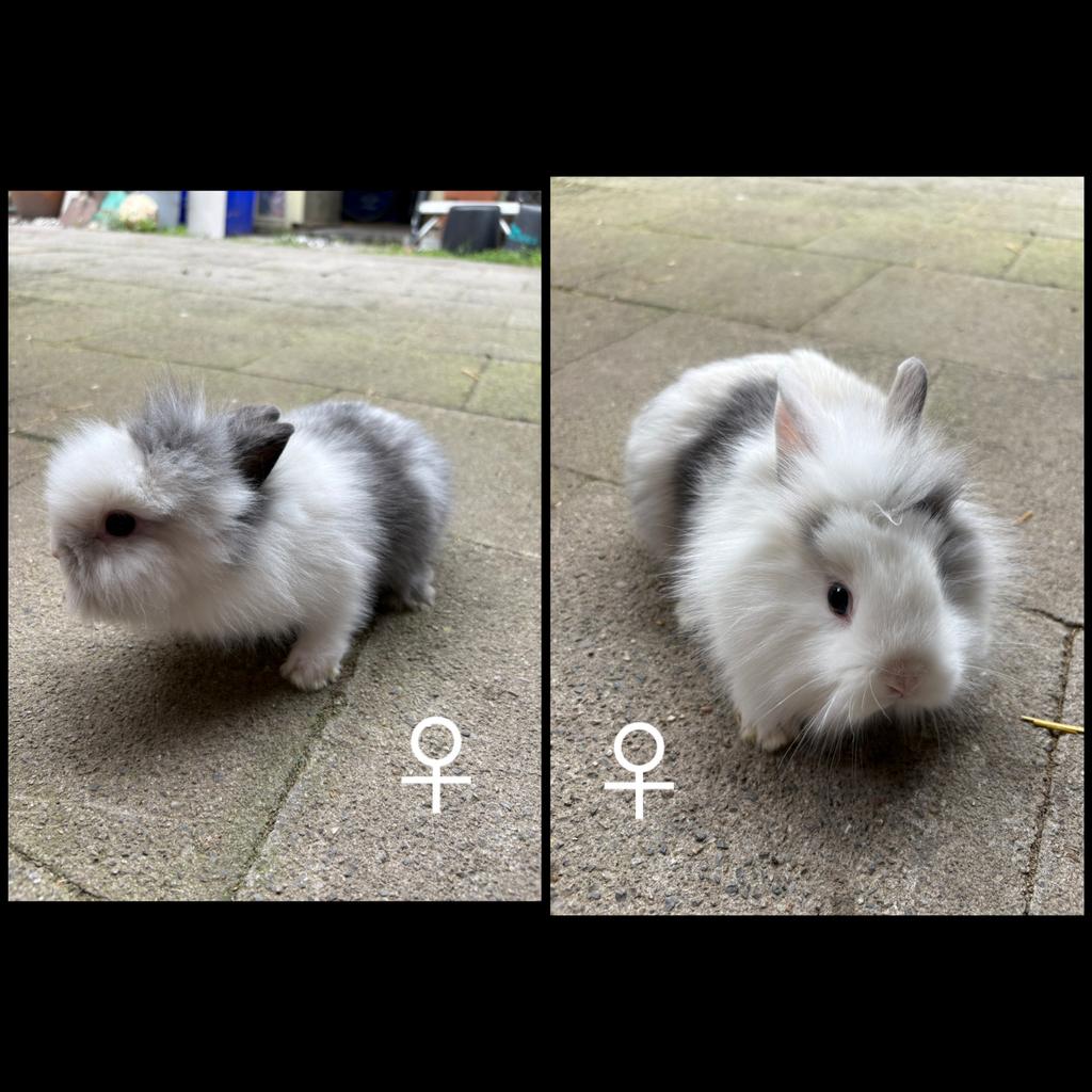 Dwergkonijntje leeuwenkopjes, Dieren en Toebehoren