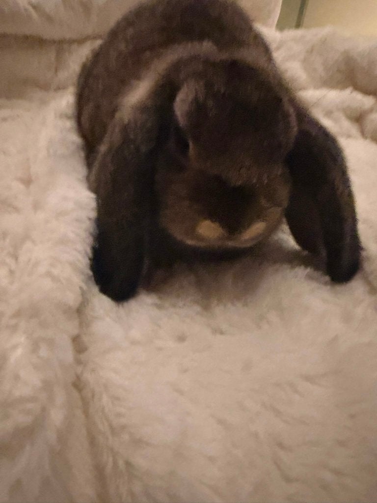 Baby Nederlandse hangoor, Femelle, Petit, Oreilles tombantes, 0 à 2 ans