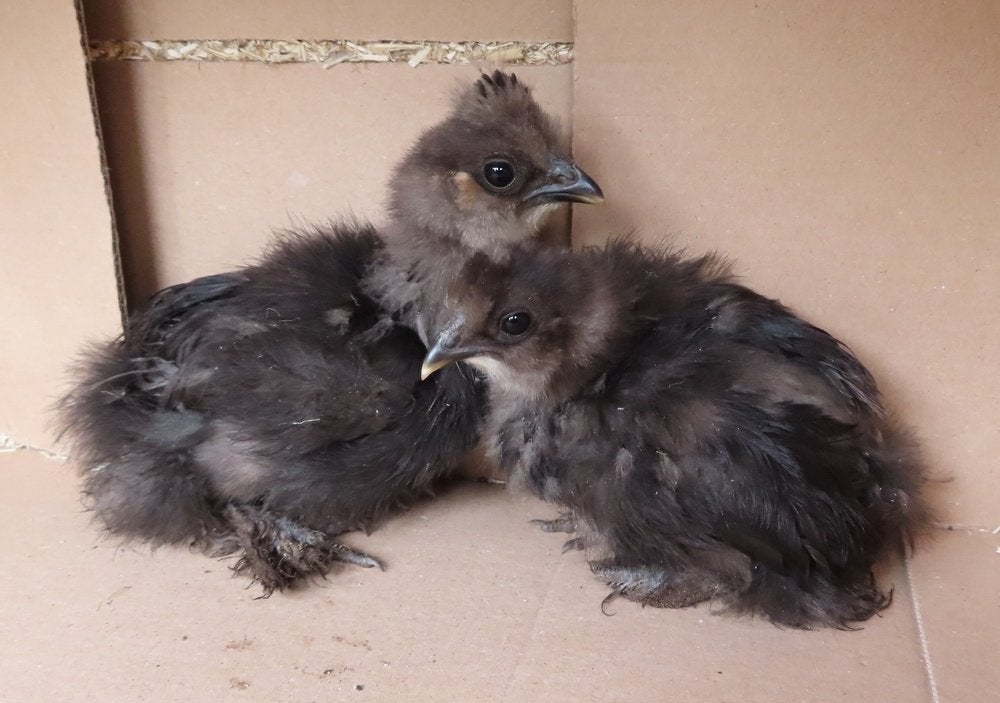 Zijdehoen kuikens USA, Dieren en Toebehoren, Geslacht onbekend, Kip