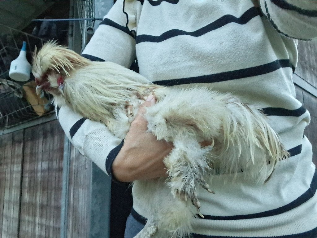 Coq Silkfowl, Animaux & Accessoires, Volatiles, Mâle, Poule ou poulet
