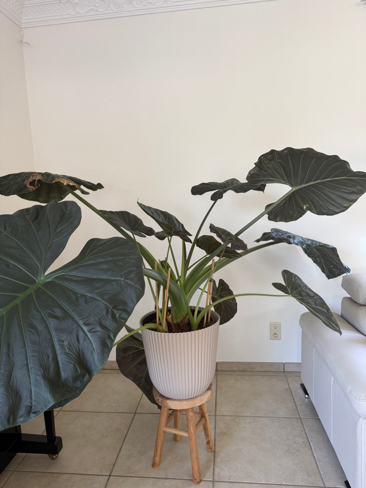 Grote Alocasia (Olifantsoor) prachtige blikvanger!, Ophalen of Verzenden