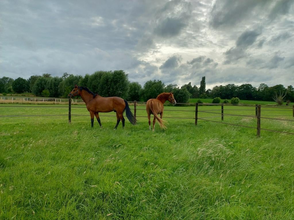 Vol pension in kleine kudde, 24/7 buiten, Animaux & Accessoires, Box & Pâturages