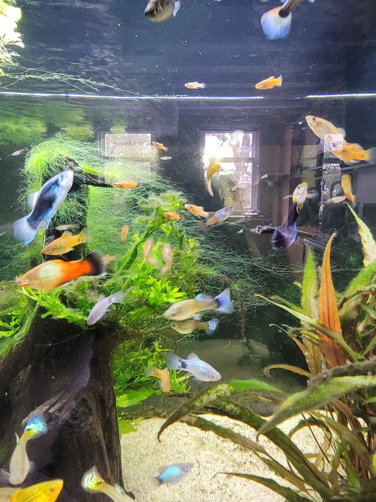 Gratis jonge guppy's en jonge platys