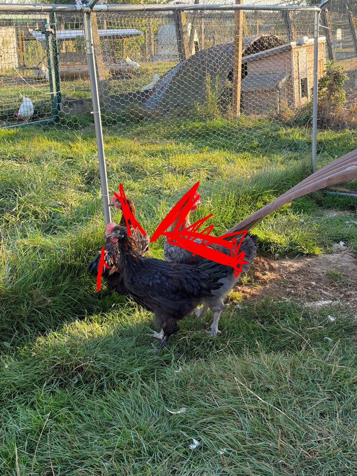 coqs de Maran, Mâle, Poule ou poulet