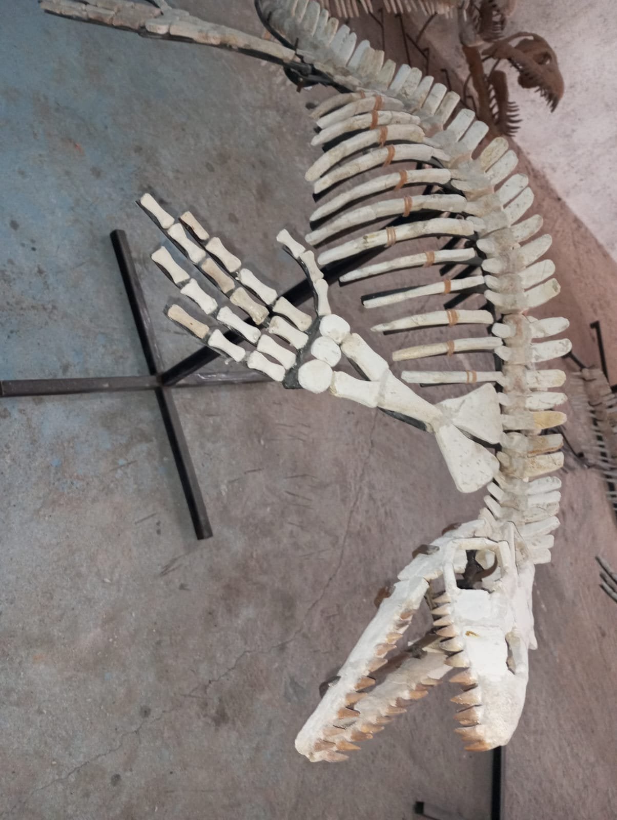 Mosasaurus complêt, Enlèvement ou Envoi