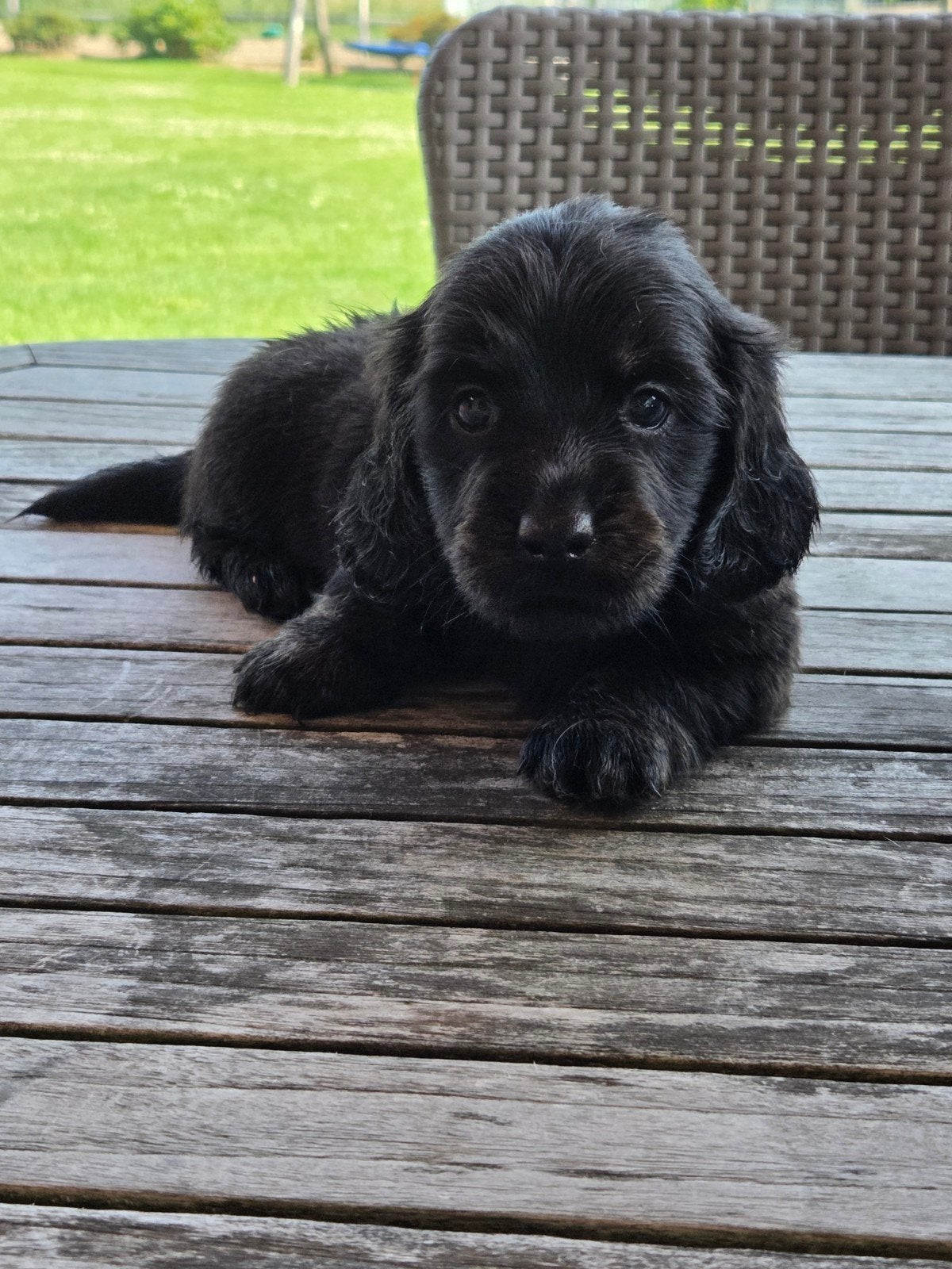 Supermooie dwergteckeltje ️️, Dieren en Toebehoren, Parvo, België, Fokker | Hobbymatig, 8 tot 15 weken