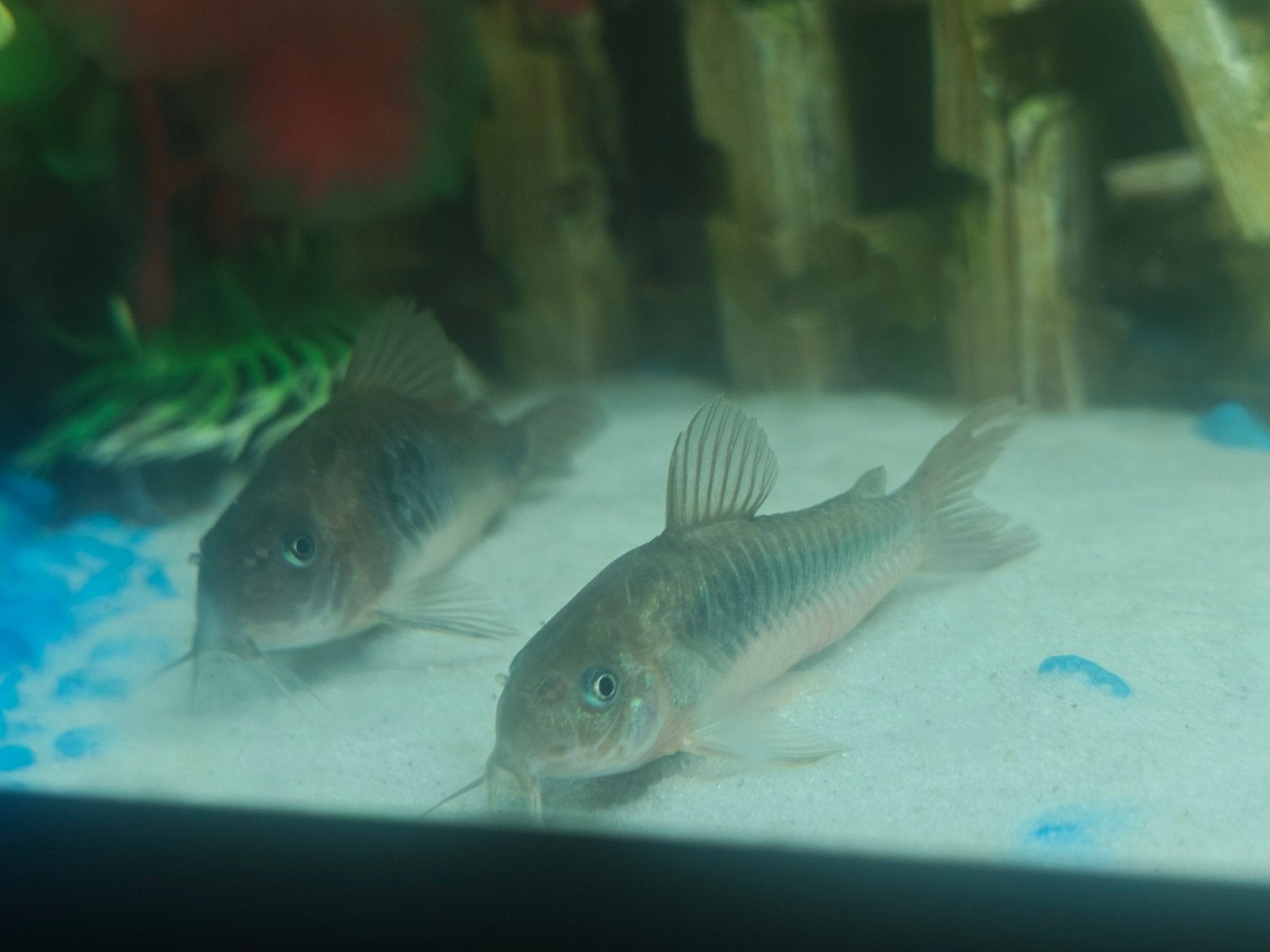 Corydoras volwassen 6 -7cm, Dieren en Toebehoren