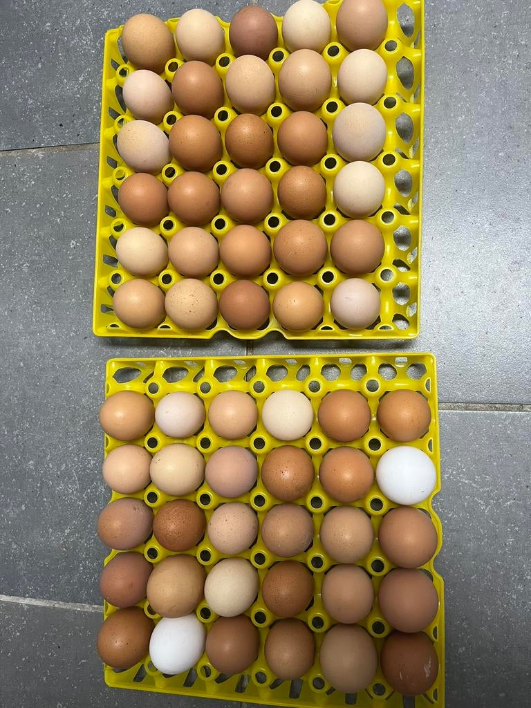 oeufs frais et bio 100%%🥚🥚🥚, Divers, Enlèvement