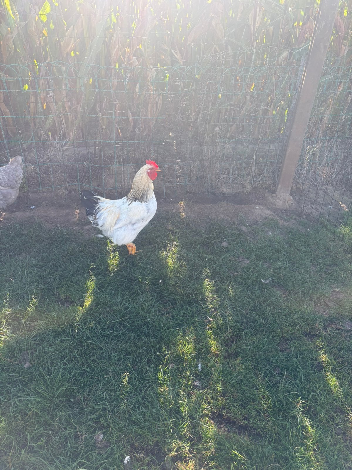 Gratis - witte haan, Mâle, Poule ou poulet
