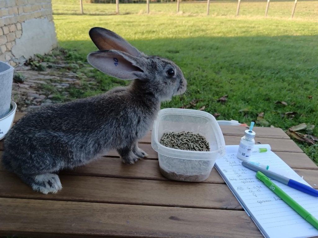 vlaamse reus 8 weken - gevaccineerd, Meerdere dieren, Groot, 0 tot 2 jaar