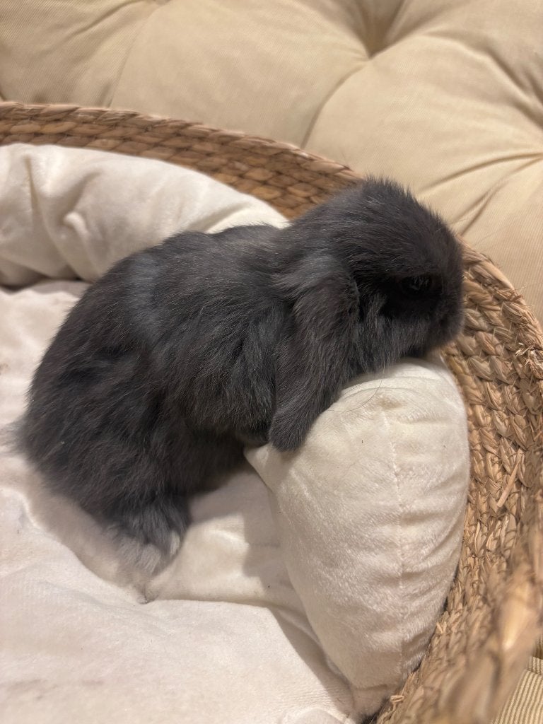 Minilop koppeltje, Plusieurs animaux, Nain, Oreilles tombantes, 0 à 2 ans