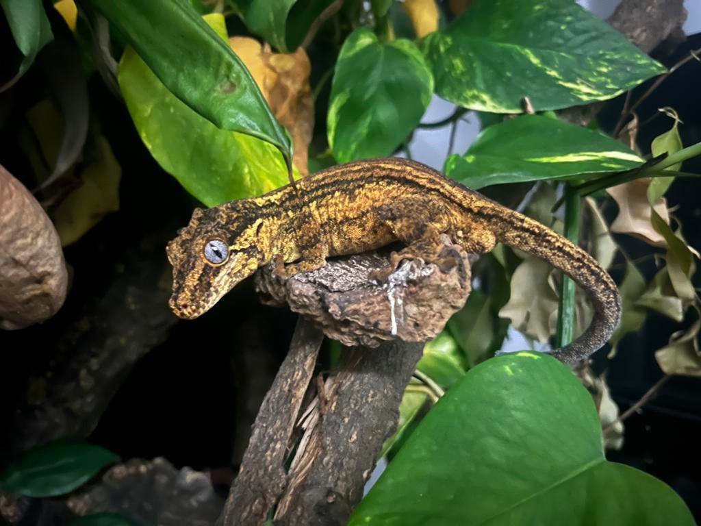 Gecko gargouille, Autres espèces, 3 à 6 ans