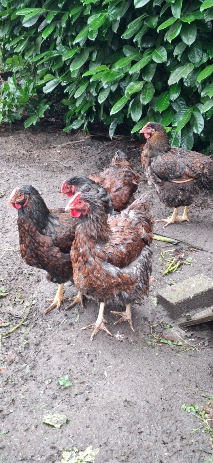 wyandotte kippen, Dieren en Toebehoren, Vrouwelijk, Kip