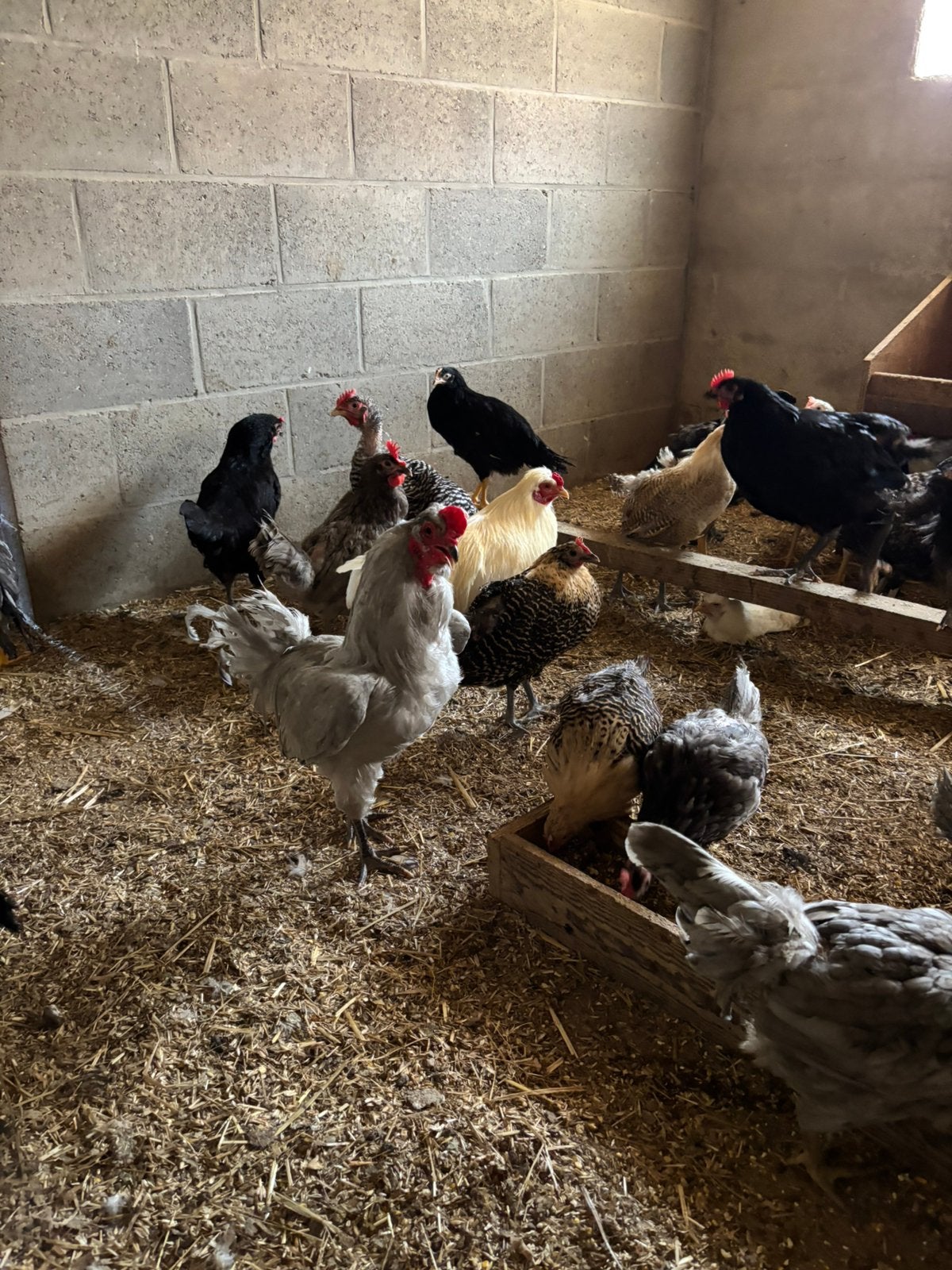 Kippen te koop, Dieren en Toebehoren, Pluimvee