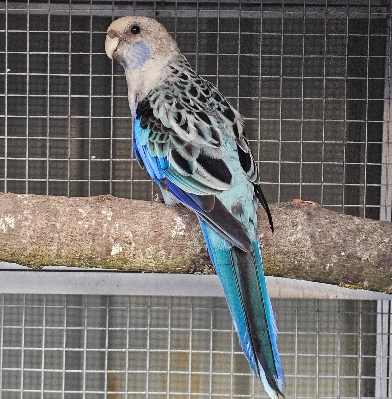 Rosella man, Dieren en Toebehoren, Mannelijk, Parkiet