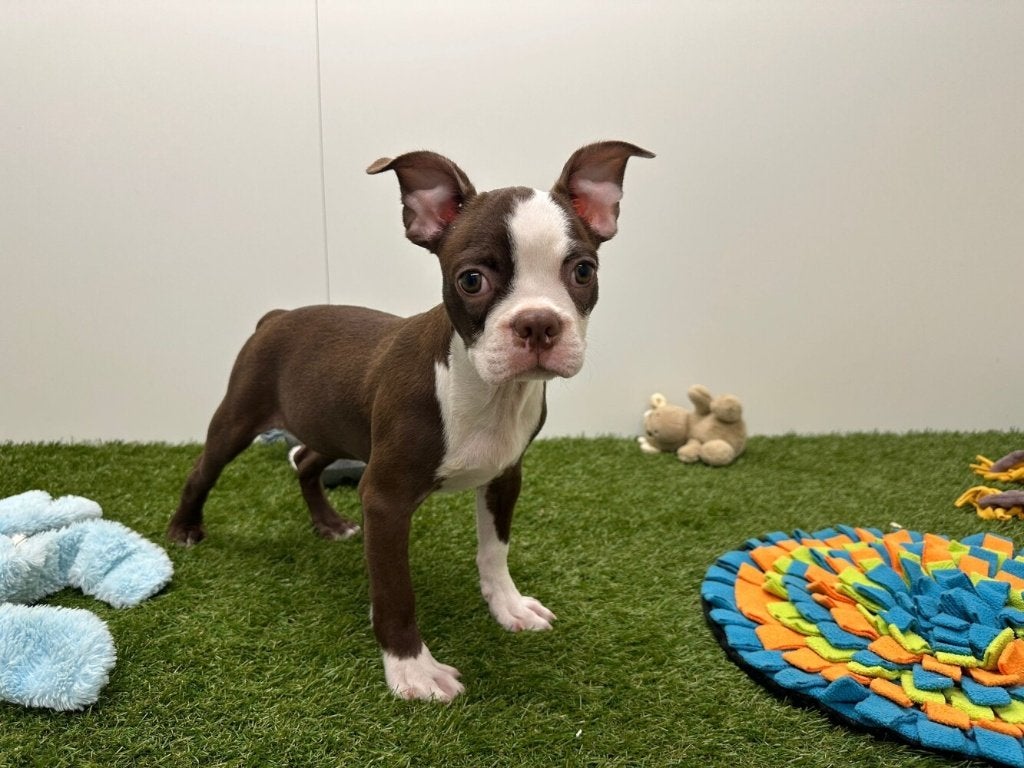 Boston Terrier pups, Dieren en Toebehoren, Honden | Jack Russells en Terriërs, België, Overige rassen, 8 tot 15 weken, Parvo