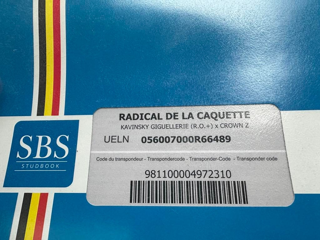 2 jeunes chevaux de sport à vendre avec papiers TOP CSO, Enlèvement ou Envoi, Comme neuf