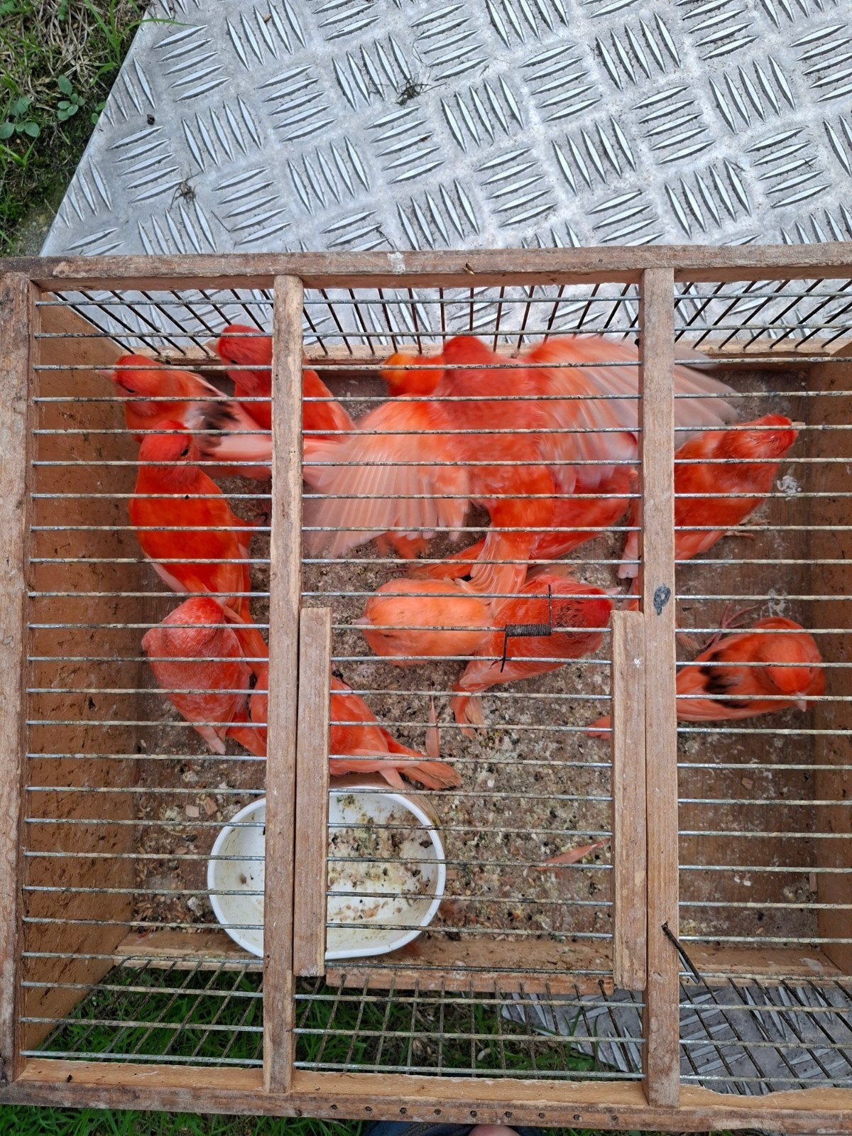 kanaries rood vetstof 25 euro stuk jonge vogels, Dieren en Toebehoren
