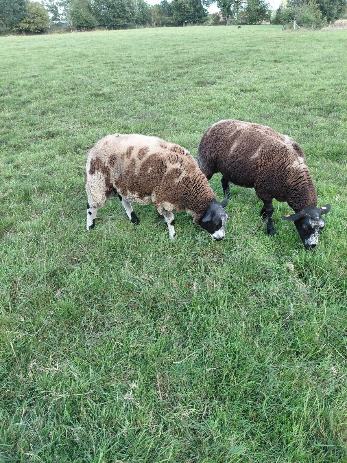 prachtige baggerbonte jonge dekram, Mâle, Mouton