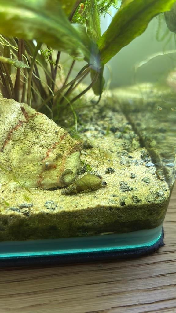 Maleisische torenslak (15/€3), Dieren en Toebehoren, Vissen | Aquariumvissen, Slak of Weekdier