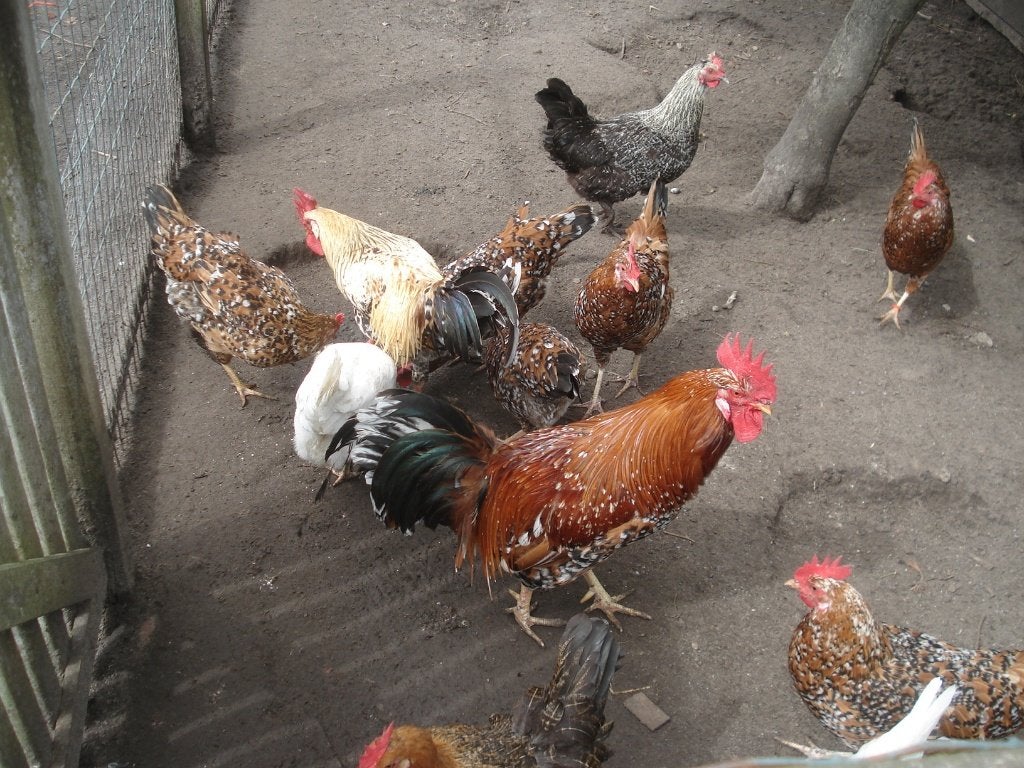 kuikens leghorn (duizenkleur, porselein), Dieren en Toebehoren, Geslacht onbekend, Kip