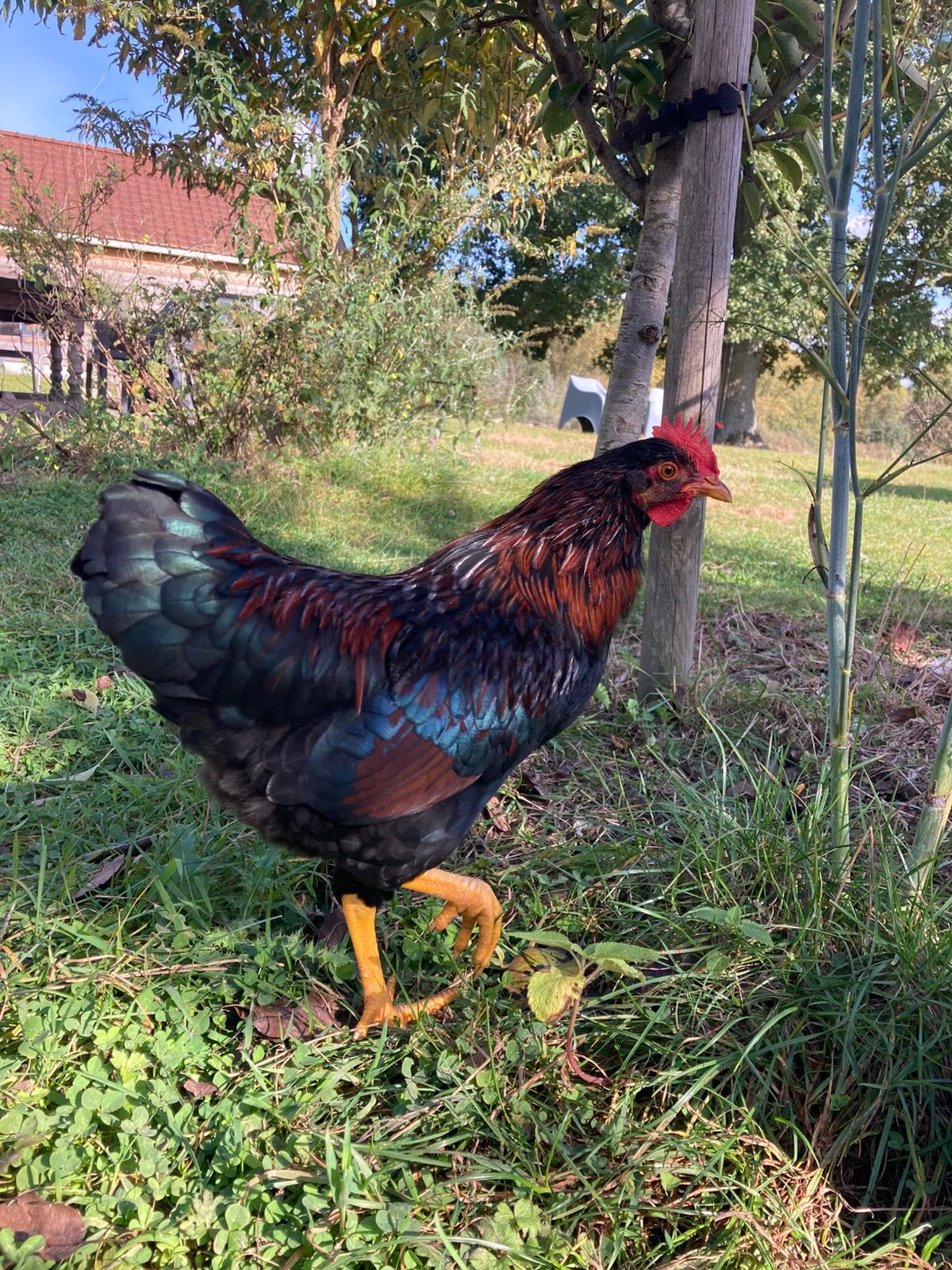 Barnevelder kriel/gemixte haantjes, Dieren en Toebehoren, Mannelijk, Kip