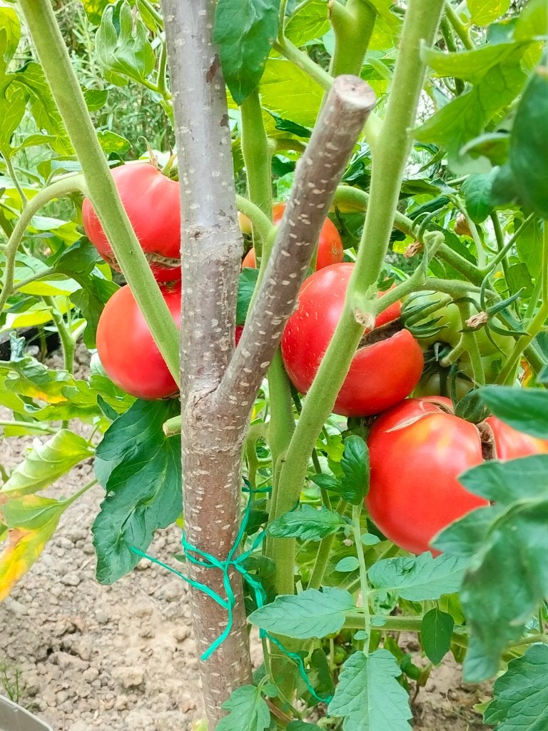 5 graines de tomate Aretxabaleta - culture biologique, Envoi, Printemps, Graine