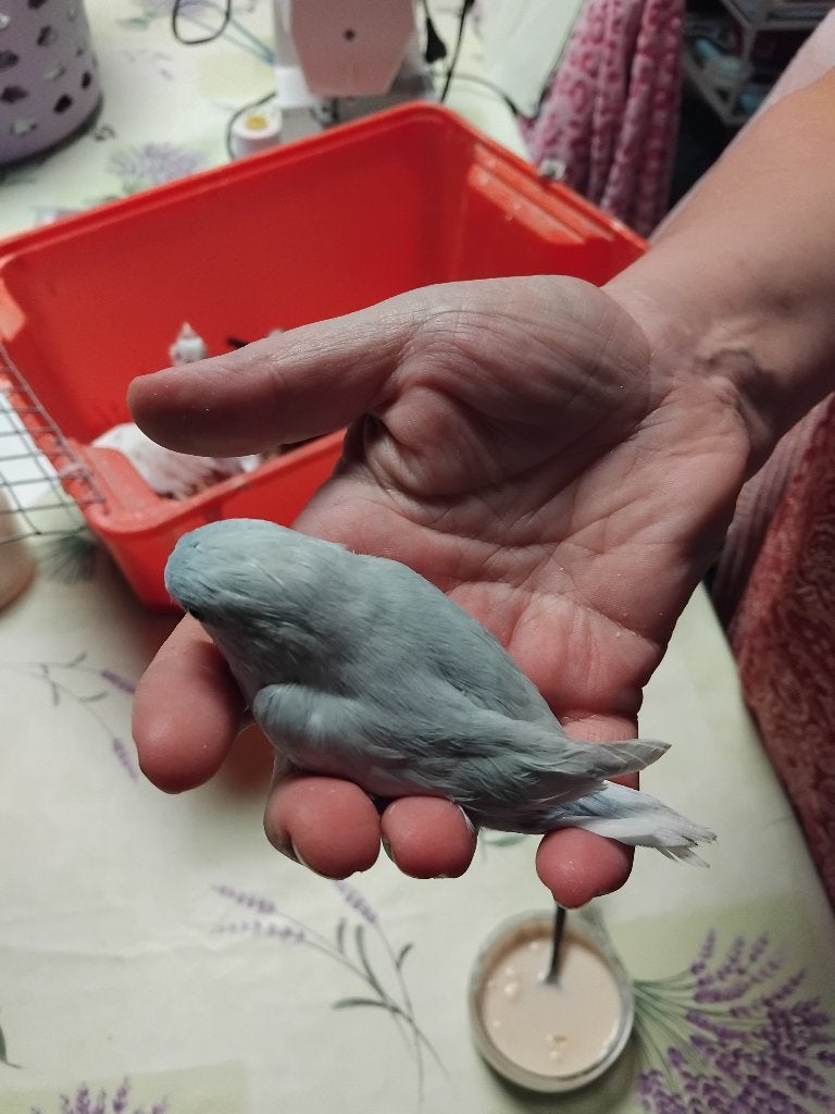 Bébé forpus a vendre, Animaux & Accessoires, Plusieurs animaux, Perroquet nain ou Inséparable, Domestique