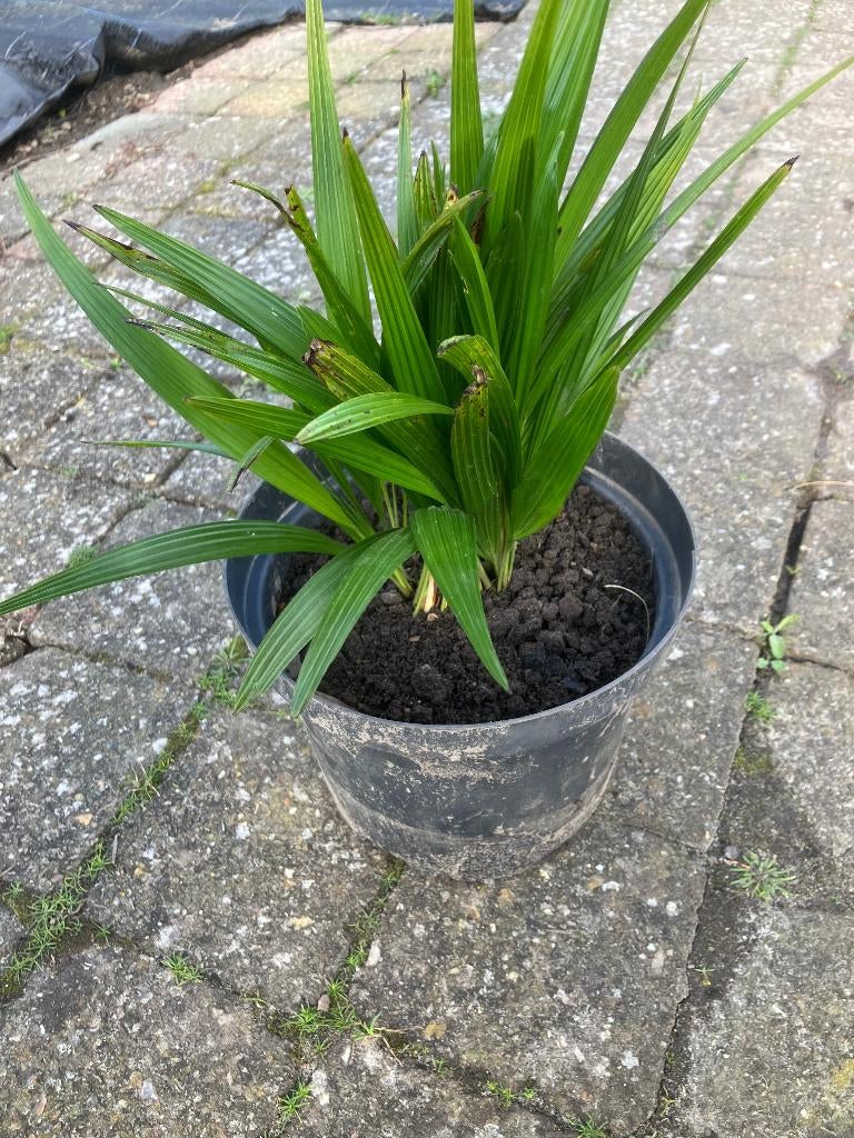 Trachycarpus fortunei zaailingen, Enlèvement ou Envoi, Ombre partielle, Palmier, Moins de 100 cm