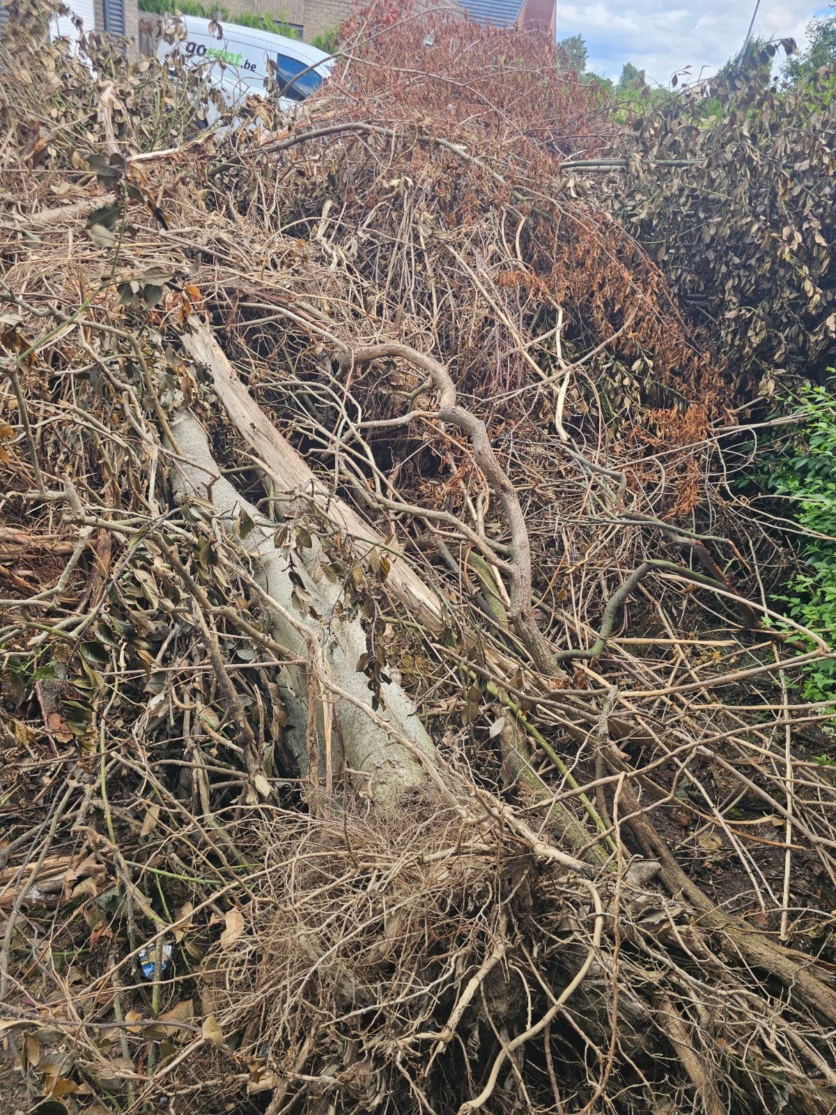 gratis boom voor landbouwers of prive, Jardin & Terrasse, Enlèvement