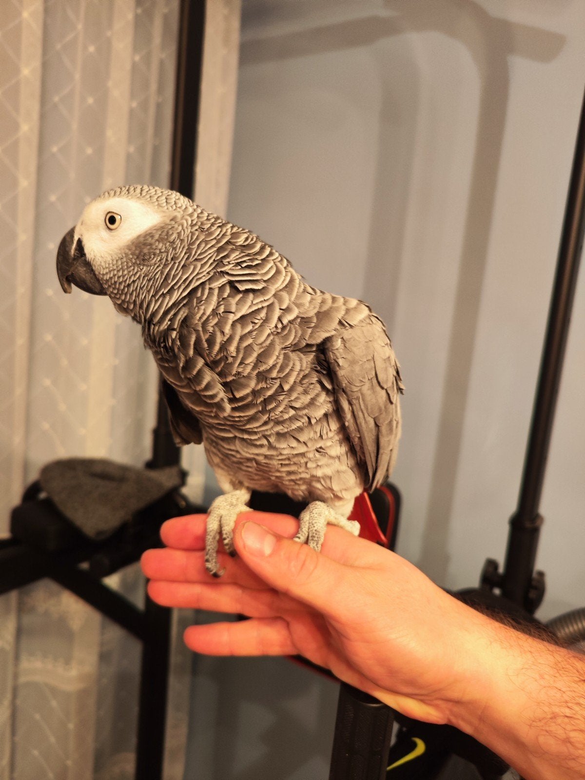 Gris de Gabon, Dieren en Toebehoren