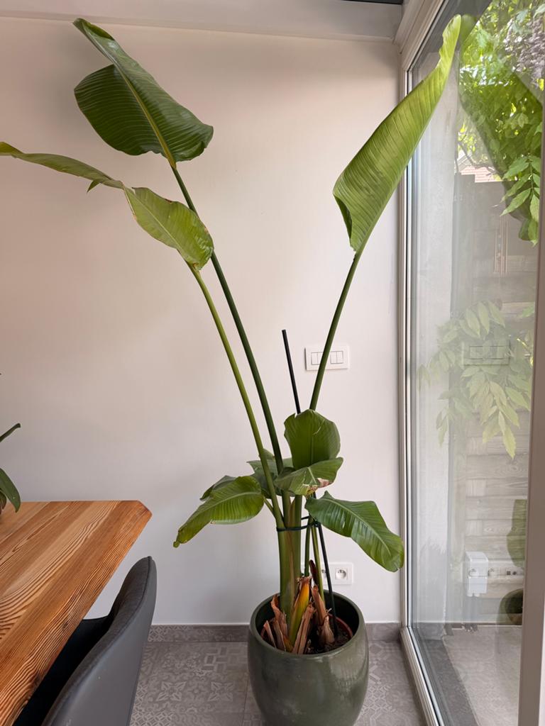 Plant, Huis en Inrichting, Kamerplanten, Ophalen