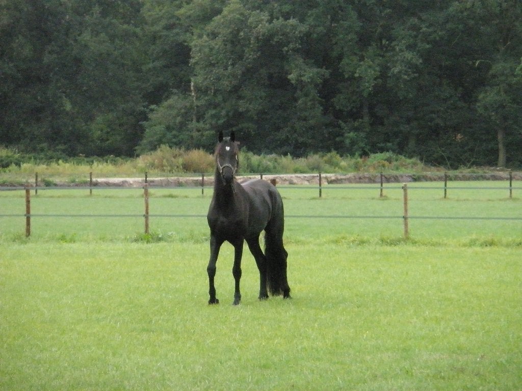 paarde weide opglabbeek TE HUUR, Dieren en Toebehoren, Weidegang