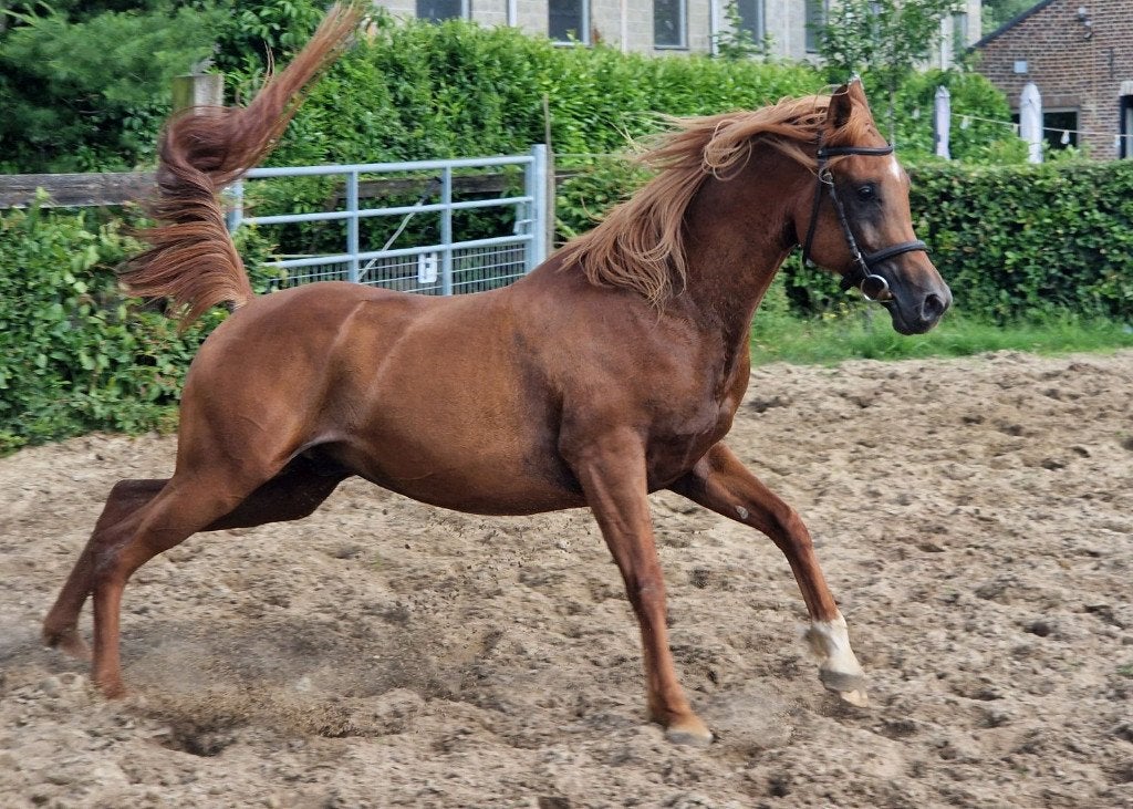 Dekkingen beschikbaar van Egyptische Arabische hengsten, Dieren en Toebehoren, Hengst