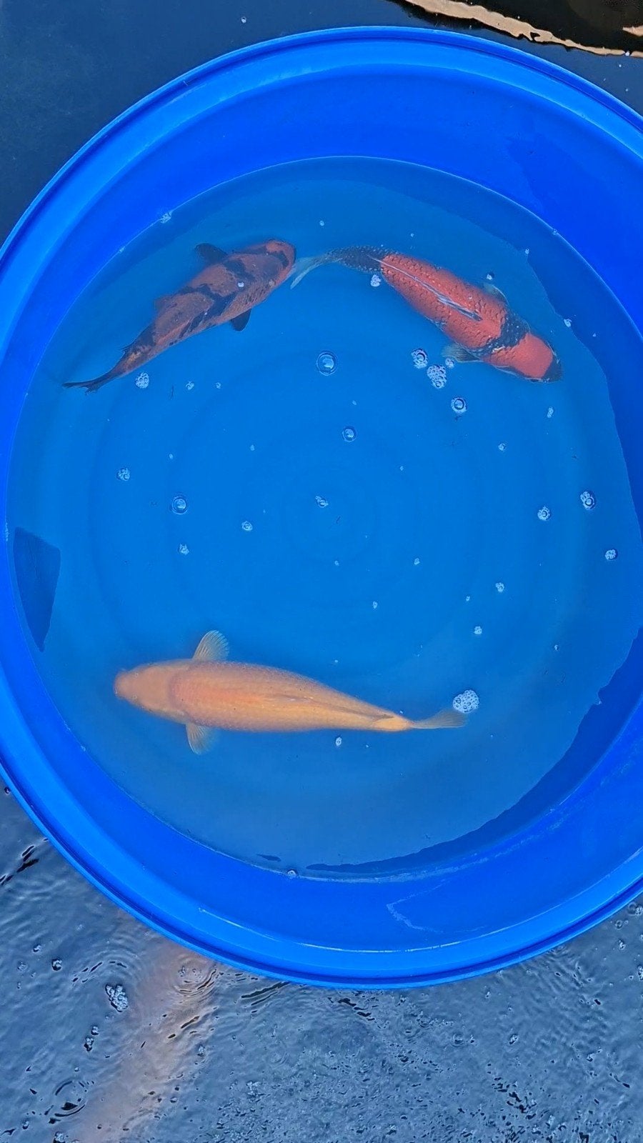 5 Japanse koi s, Animaux & Accessoires, Poissons | Poissons d'étang, Carpe ou Koï