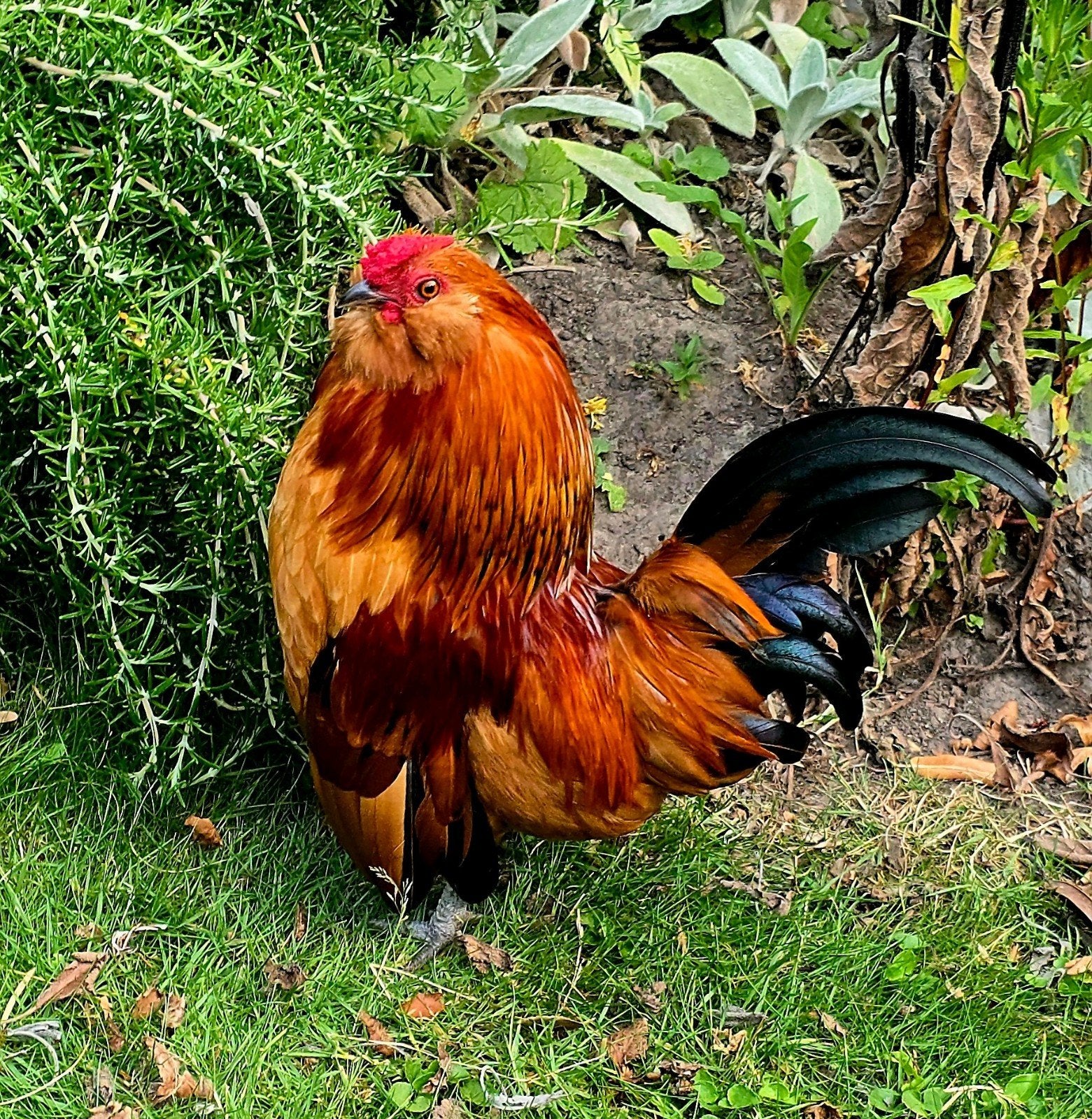 Coquelet barbu d'Anvers à donner, Mâle, Poule ou poulet