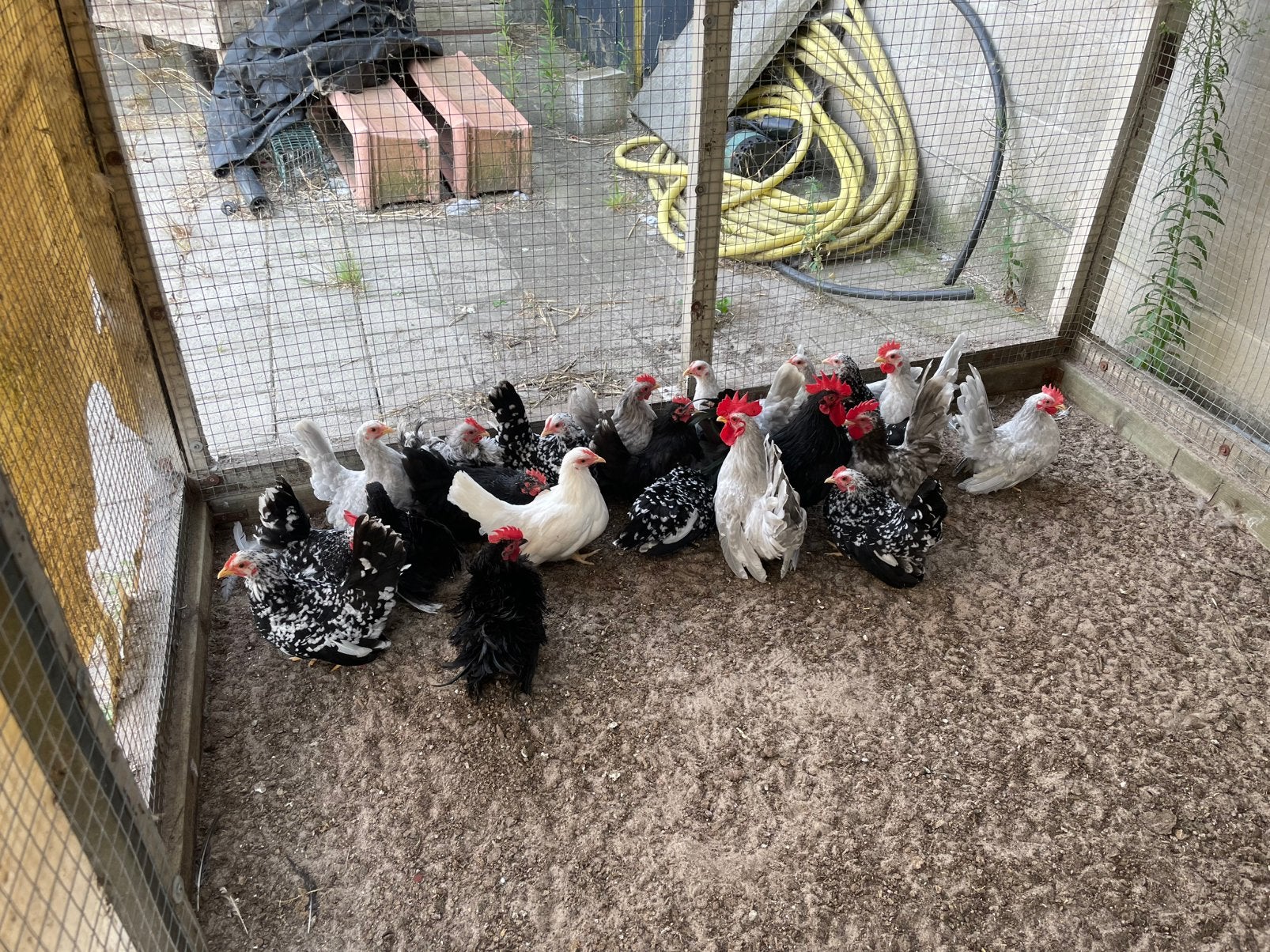 Jonge chabo kortbenige krielkippen 2026, Dieren en Toebehoren, Pluimvee, Meerdere dieren, Kip