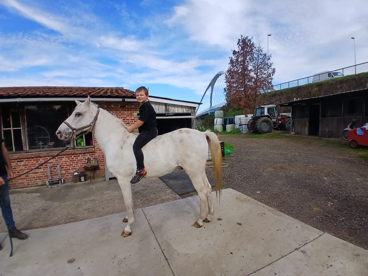 d pony, Hongre