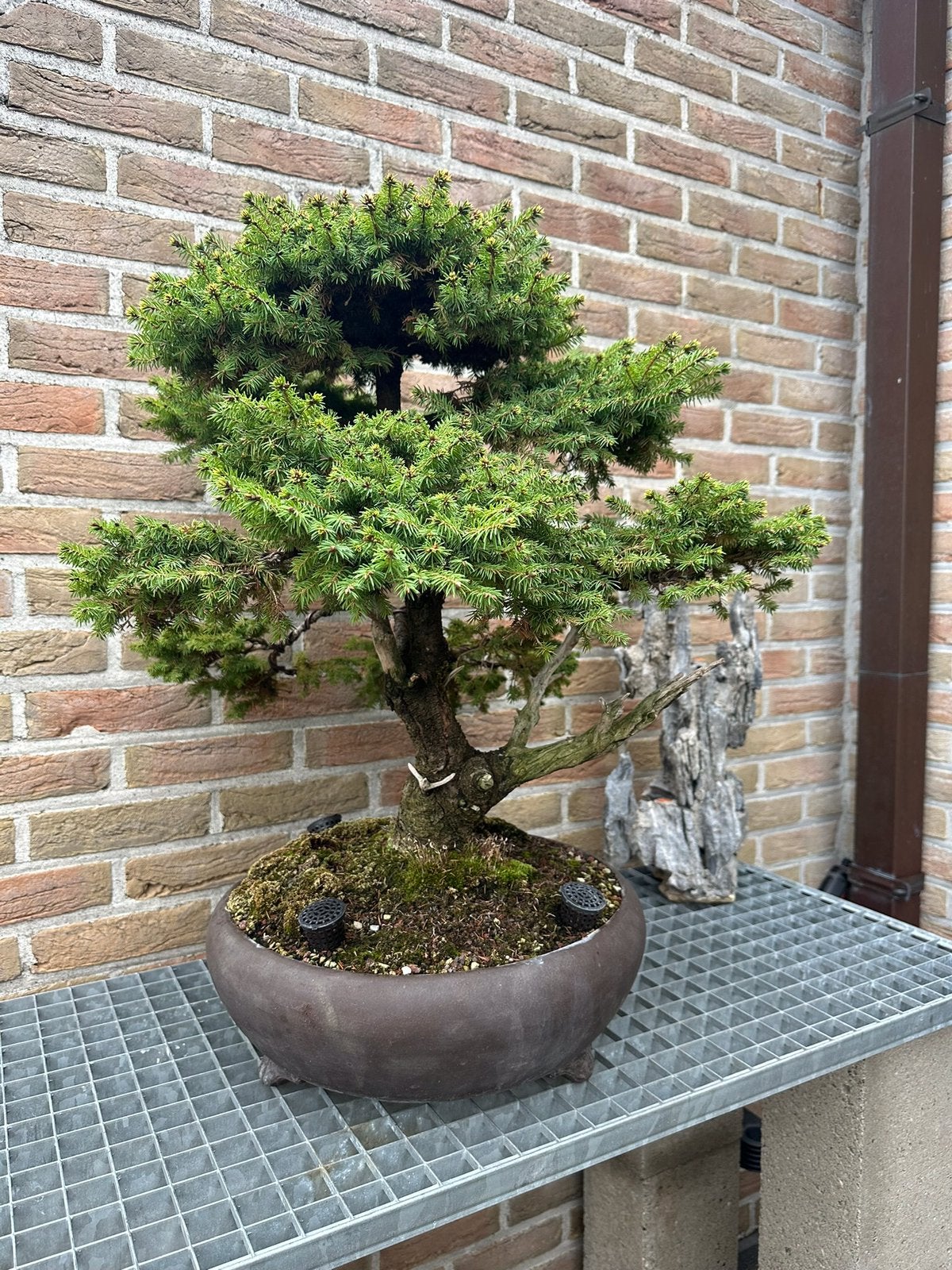 Bonsai picea, Tuin en Terras, Ophalen