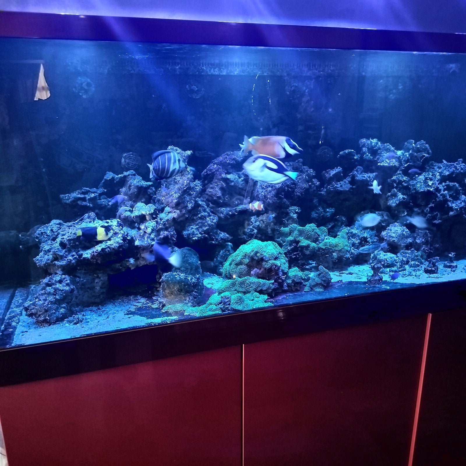 Aquarium Réd Sea de 750litre avec climatisation rampe éclair, Enlèvement