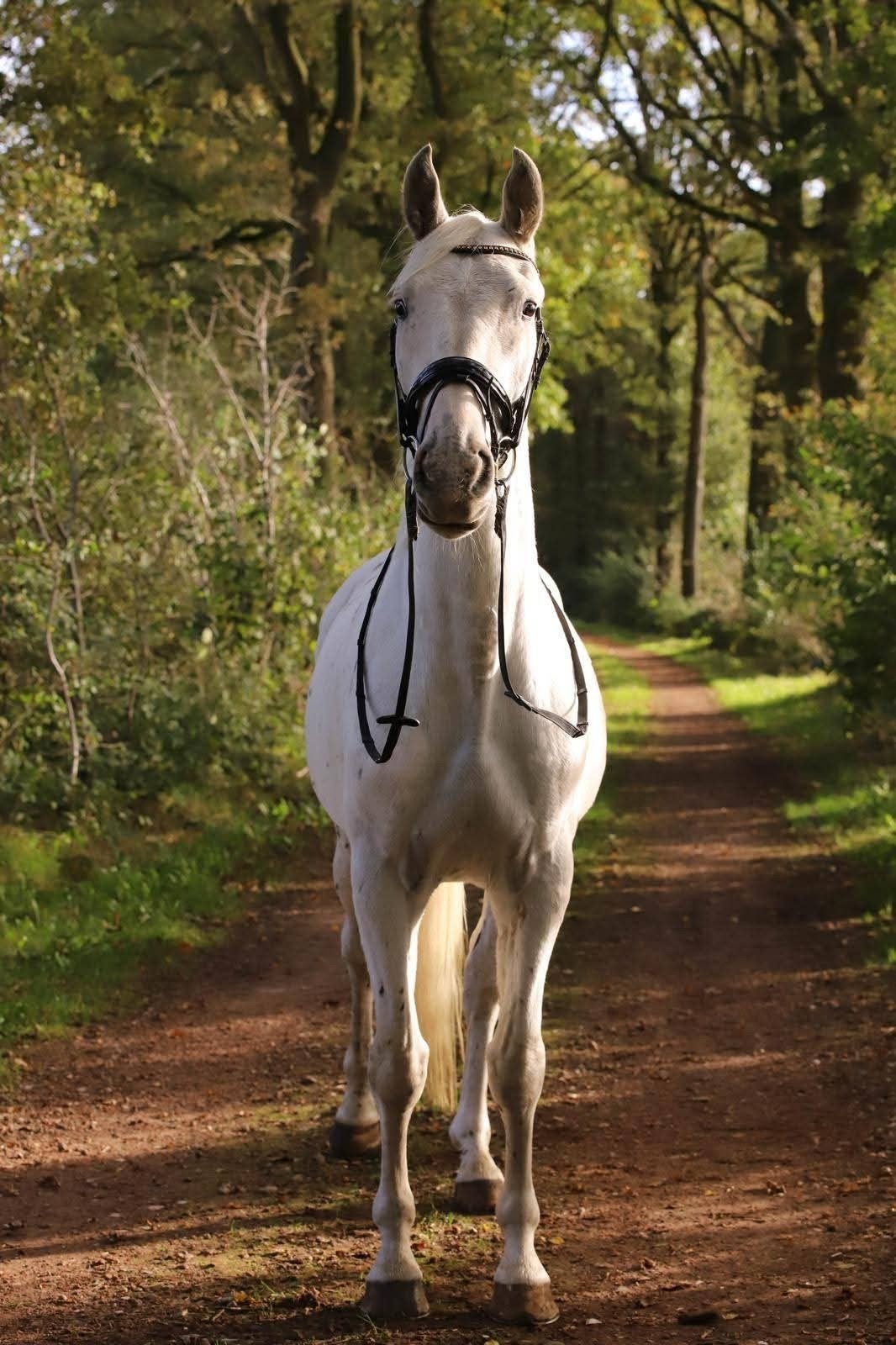 jonge 5 jarige ruin appaloose, Avec puce électronique, Hongre, Débourré, 3 à 6 ans