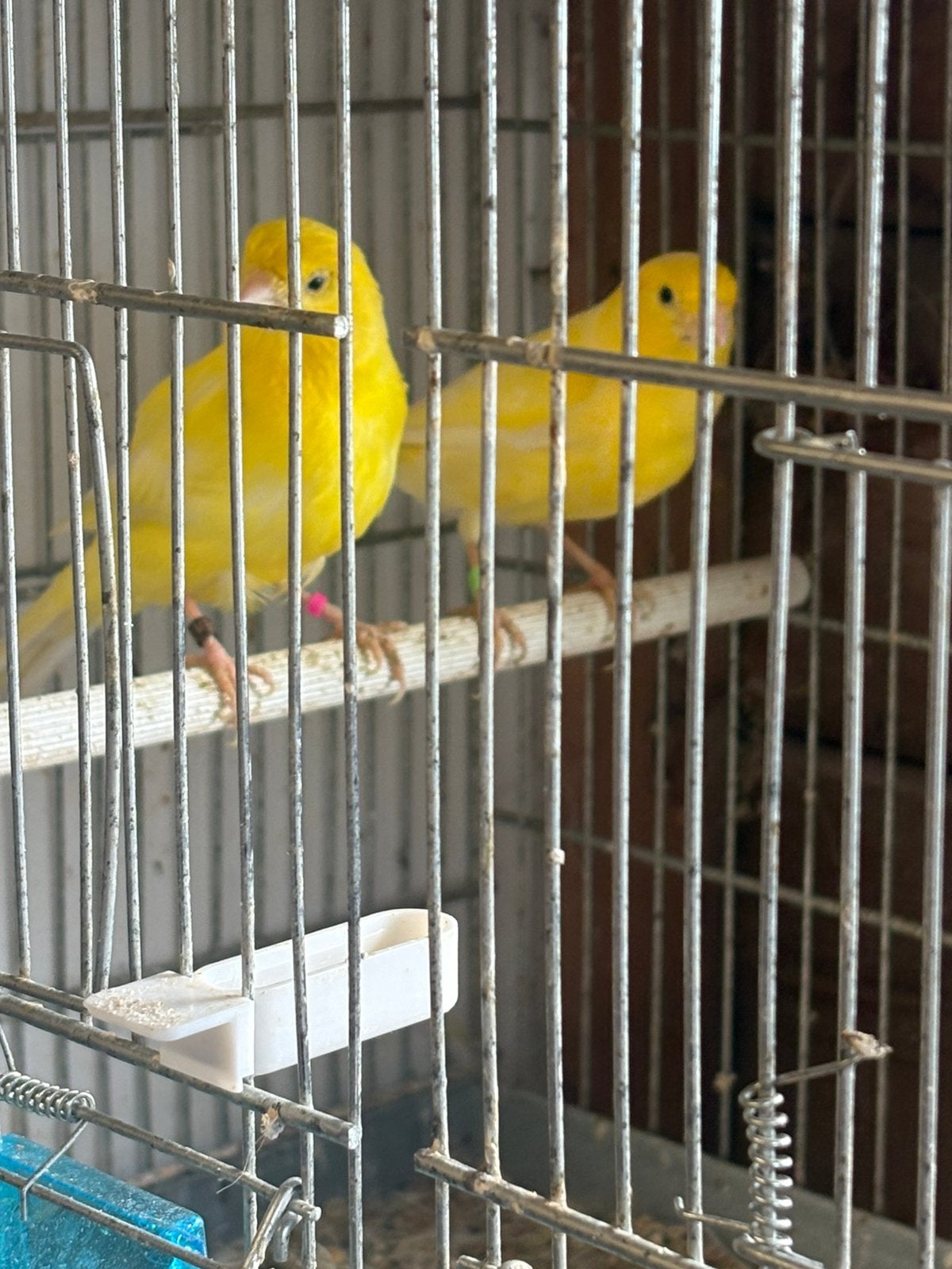 Koppel kanaries 2025, Dieren en Toebehoren