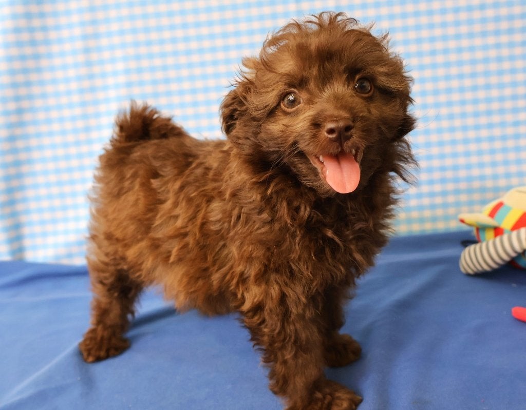 Un croisement Keeshond x Poodle super amusant !, 15 semaines à 1 an, Étranger, Hépatite contagieuse (maladie de Rubarth), Autres races