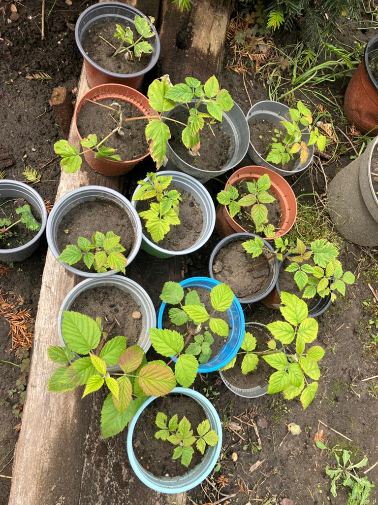 Framboze plant, Enlèvement