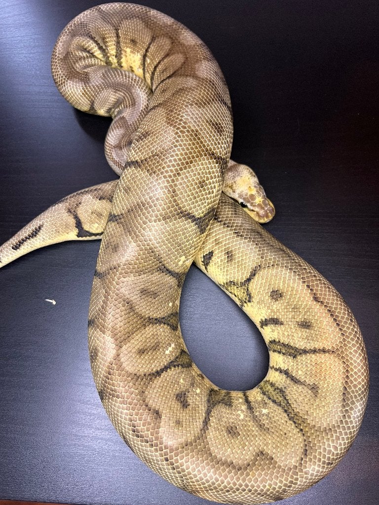Ball Python vrouw, Dieren en Toebehoren, Slang, Tam, 0 tot 2 jaar