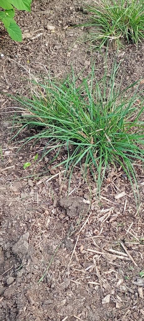 Plantjes siergrassen, Ophalen, Volle zon, Vaste plant, Siergrassen