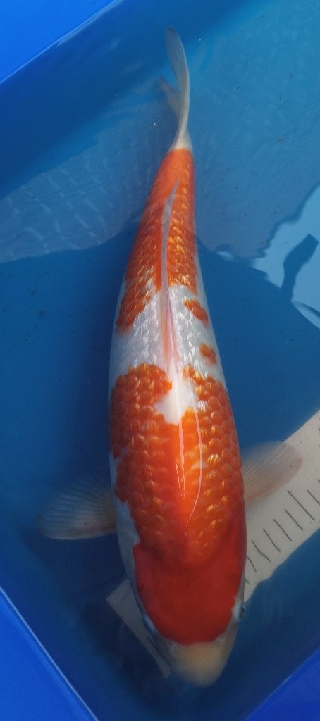 Koï japonaise ginrin kohaku, Karper of Koi